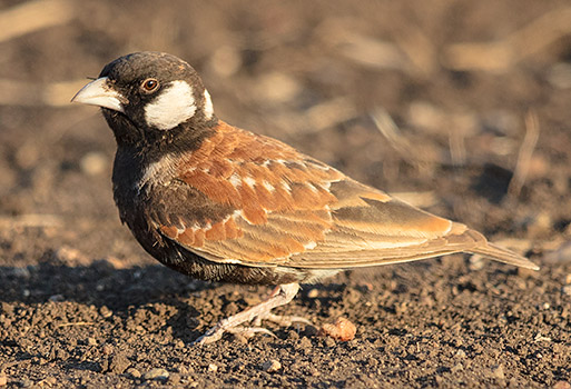 Chestnut-backed Sparrowlark male